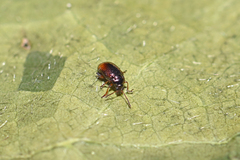 Hippuriphila modeeri