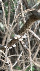 Schizophyllum commune