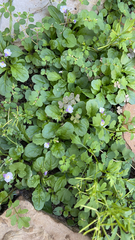 Mazus pumilus
