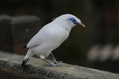 Leucopsar rothschildi