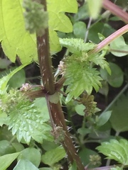 Urtica pilulifera