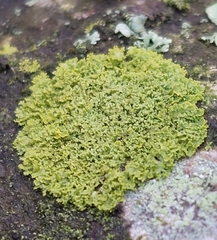 Candelaria concolor