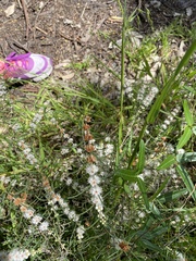 Hypocalymma angustifolium