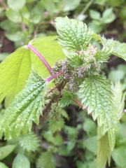 Urtica pilulifera
