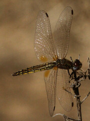 Trithemis kirbyi