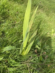 Asparagales