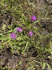 Vernonia acaulis