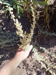 Artemisia ludoviciana