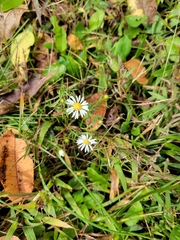 Symphyotrichum ontarionis
