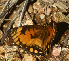 Byblia anvatara