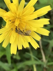 Lasioglossum pilosum