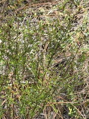 Hypericum brachyphyllum