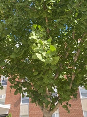 Ginkgo