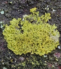 Candelaria concolor