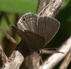 Euchrysops malathana