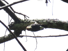 Melanerpes rubricapillus