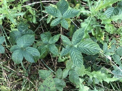 Rubus subsolanus