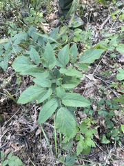 Zizia aurea