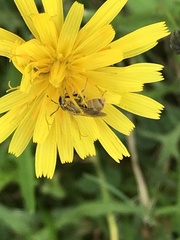 Lasioglossum pilosum