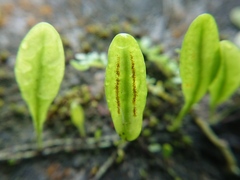 Lemmaphyllum microphyllum