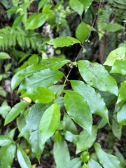 Geniostoma ligustrifolium