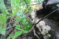 Ductifera pululahuana