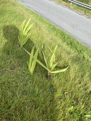 Asparagales