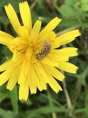 Lasioglossum pilosum