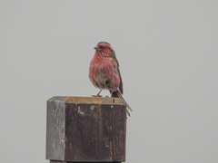 Carpodacus dubius