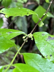 Geniostoma ligustrifolium