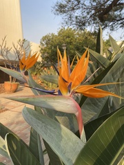 Strelitzia