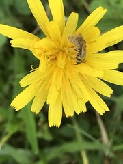 Lasioglossum pilosum