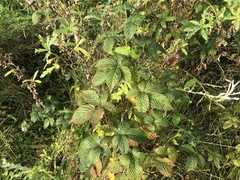 Rubus subsolanus
