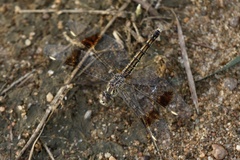 Anisoptera