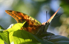Charaxes candiope