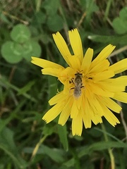 Lasioglossum pilosum