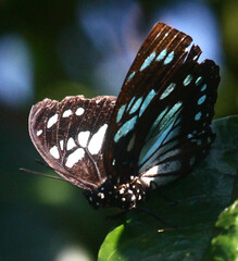 Charaxes wakefieldi