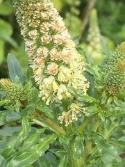 Reseda alba