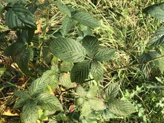 Rubus subsolanus