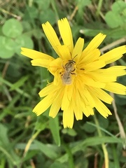 Lasioglossum pilosum