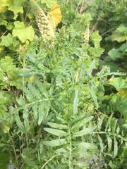 Reseda alba