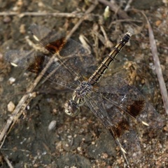 Anisoptera