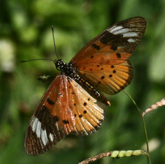 Acraea encedon encedon
