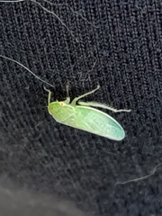 Gyponana