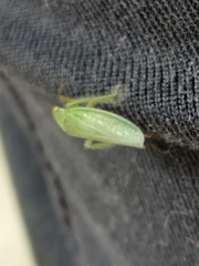 Gyponana