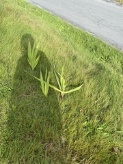 Asparagales