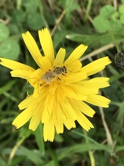 Lasioglossum pilosum
