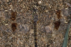 Anisoptera