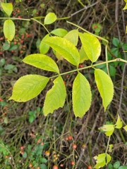 Sambucus canadensis