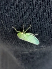 Gyponana